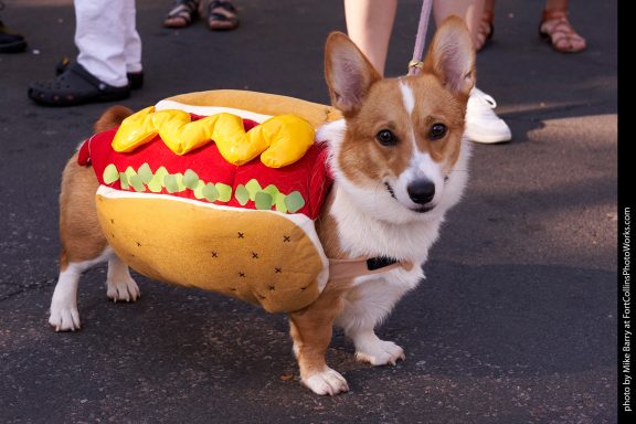 NoCo weekend events Oct 3–5