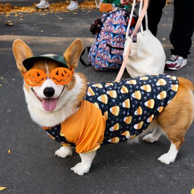 Pet-friendly fall activities in Northern Colorado
