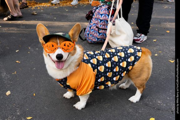 Pet-friendly fall activities in Northern Colorado